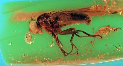 Mosca prehistórica de 34 millones de años es hallada intacta