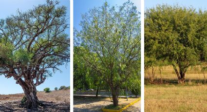 Los cinco mejores árboles que resisten las heladas y olas de calor del noreste de México