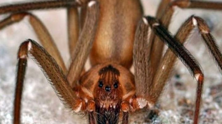 ¿Es dolorosa la mordida de una araña violinista?; este tiempo tarda en sentirse sus efectos