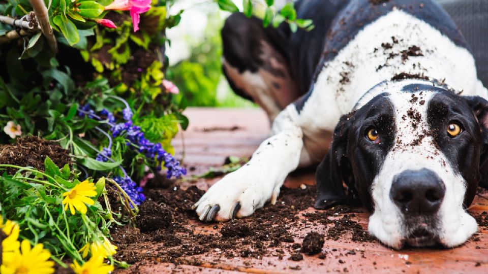 Ten cuidado con tus mascotas, ingerir o morder algunas plantas podría enfermarlas.