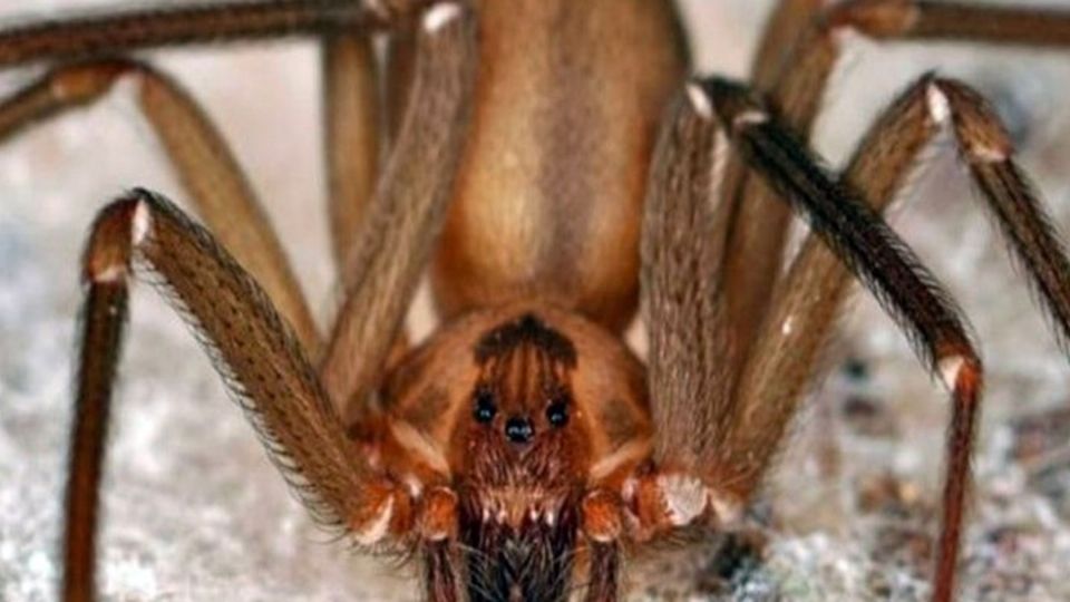Mordida peligrosa