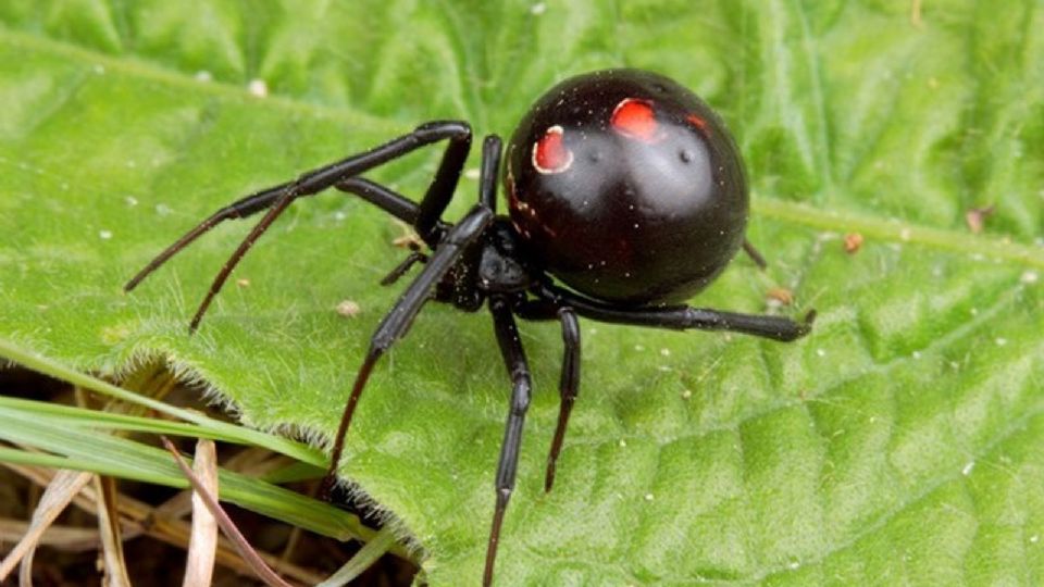 viuda negra