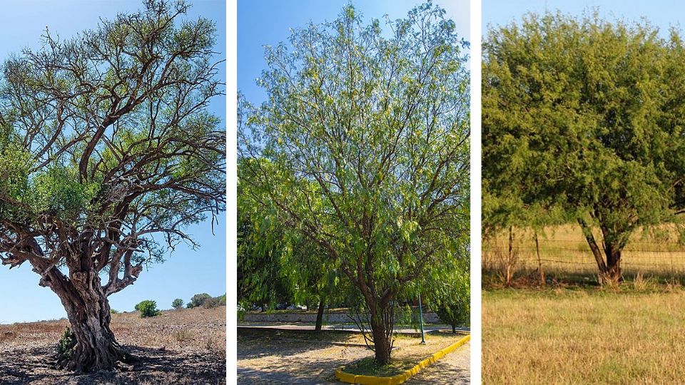 Los mejores árboles nativos