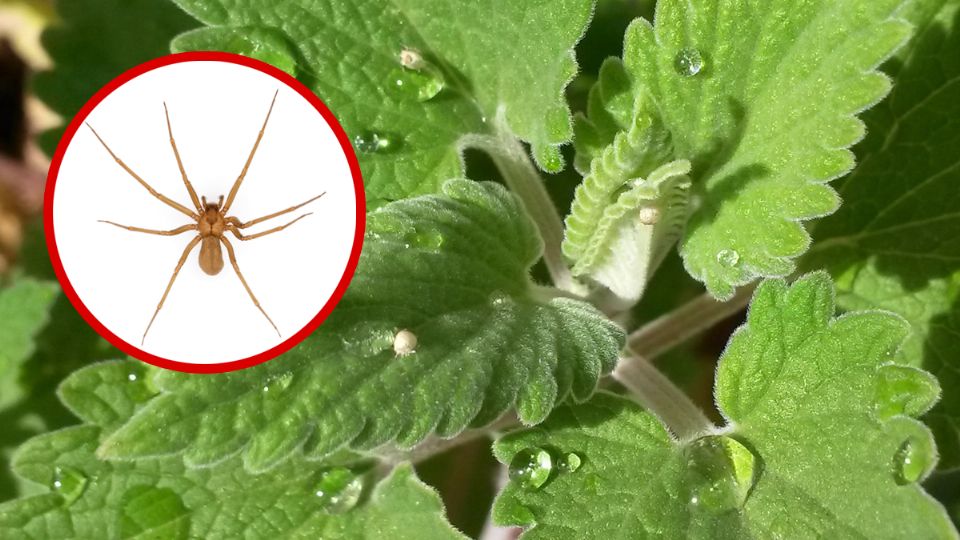 Ahuyenta la araña violinista con estas plantas