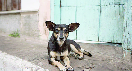 Aumentan perros callejeros en Nuevo Laredo; hay casi 20 mil