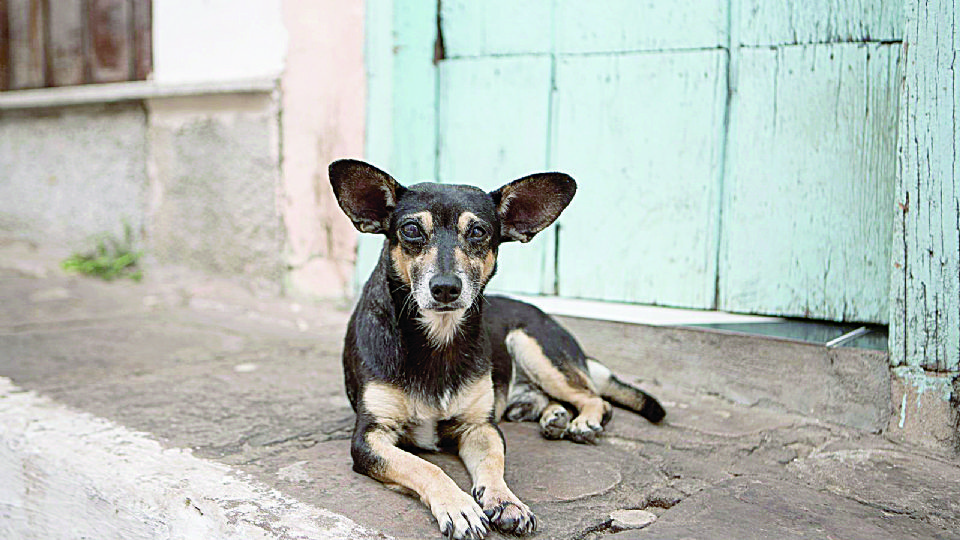 Se estima que en la ciudad hay 20 mil perros callejeros.