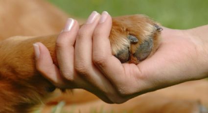 Emotivo momento de perrito que está a punto de ser adoptado | VIDEO