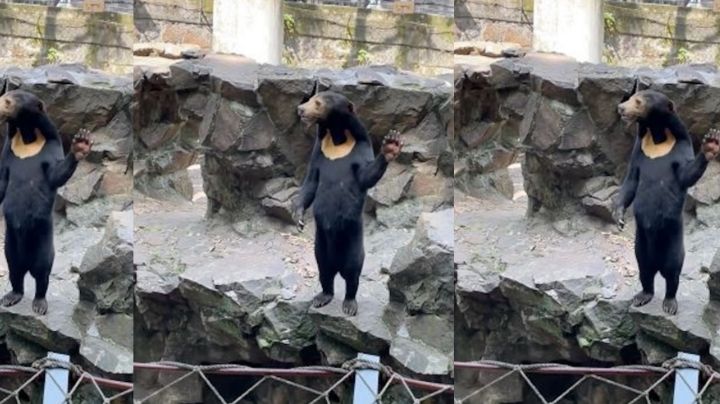 Osos del zoológico de China inquietan a visitantes por este motivo | VIDEO