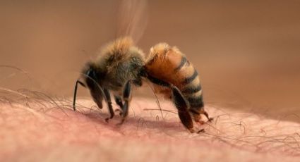 ¿Sabes qué hacer si te pica una abeja?; te lo decimos