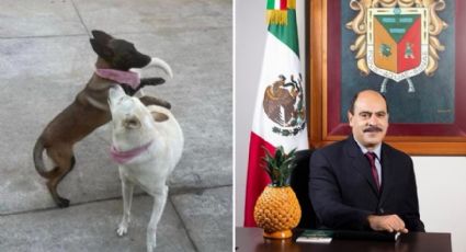 ‘Pueden morder a alguien’: alcalde mata a dos perritos en Michoacán