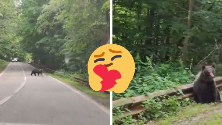 Gesto de oso en carretera enloquece las redes; esto hizo | VIDEO