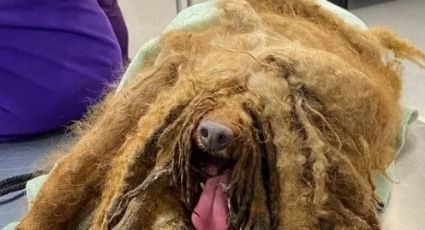 Rescatan a perrito con más de 3.5 kilos de pelo lleno de heces y orines; demandan al dueño