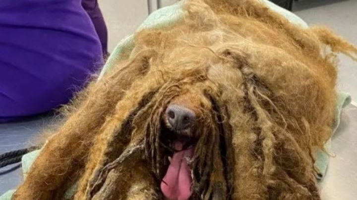 Rescatan a perrito con más de 3.5 kilos de pelo lleno de heces y orines; demandan al dueño