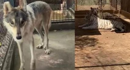 Por comodidad reubican a tigres blancos y lobos de La Pastora a Sinaloa