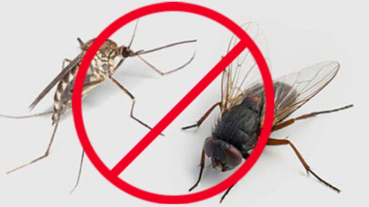 Aleja a las moscas y mosquitos con estos 5 remedios caseros muy efectivos