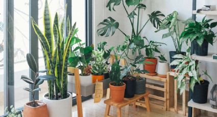 Plantas que purifican el aire; elige las mejores para tu hogar