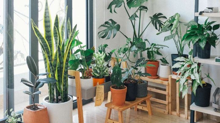 Plantas que purifican el aire; elige las mejores para tu hogar