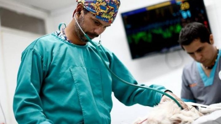 ¿Sabes cuánto gana un médico veterinario? Aquí te decimos algunos detalles