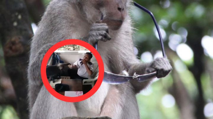 Gracioso momento en el que un mono le roba el almuerzo a un guardabosques | VIDEO
