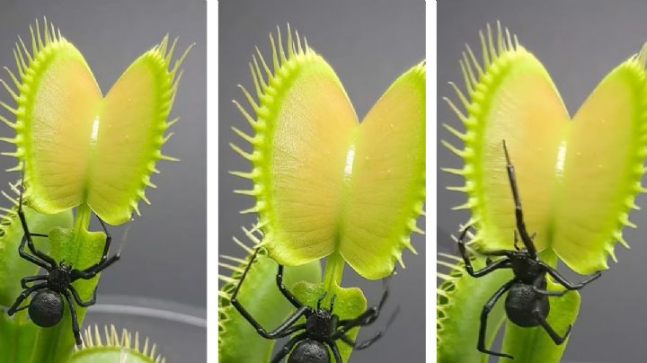 Araña viuda negra confía en hospitalidad de planta carnívora... esto le pasa | VIDEO