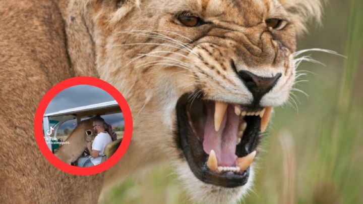 Impactante momento: leona sube a camión de pasajeros en un safari | VIDEO