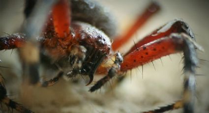 La araña manchada de jardín es completamente inofensiva pese a su aspecto