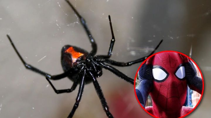 Niño se deja morder por araña viuda negra; quería convertirse en Spiderman
