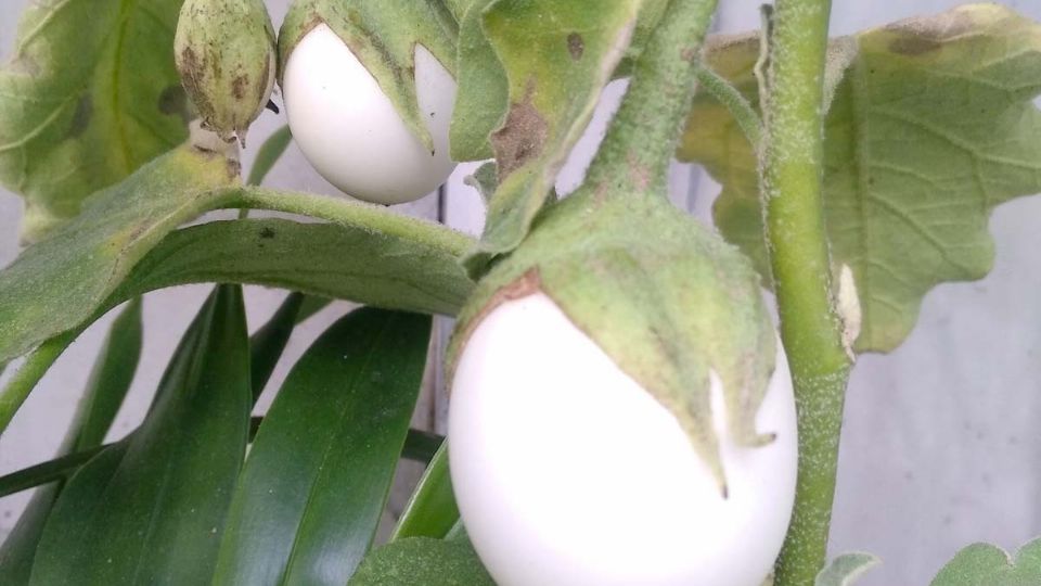 La planta ponedora tiene frutos en forma de huevos de gallina