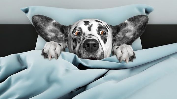 ¿Qué hacer si tu perro teme a los rayos y ruidos provocados por la lluvia?