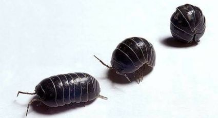 La simpática cochinilla: entérate de los enormes beneficios de este insecto para la salud