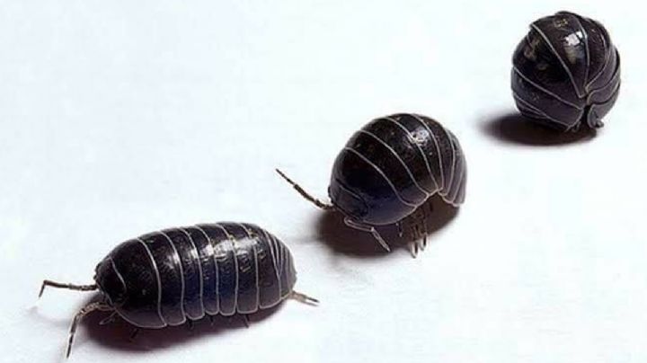 La simpática cochinilla: entérate de los enormes beneficios de este insecto para la salud