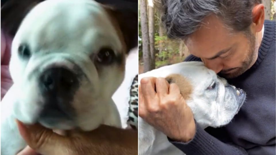 Eugenio Derbez se despide de su perrita Fiona con emotivo video: ‘El dolor es inmenso’ 
