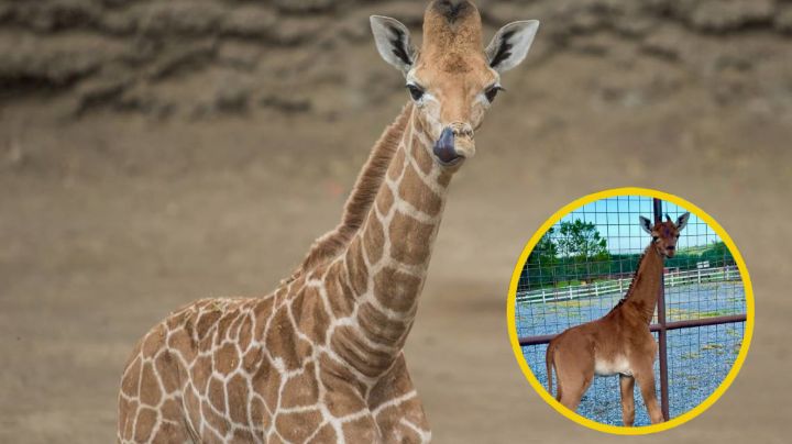 Nace jirafa sin manchas en zoológico de Estados Unidos; es la única del mundo