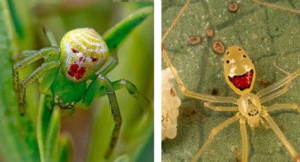 Araña Payaso: un arácnido con poco humor, pero mucho veneno