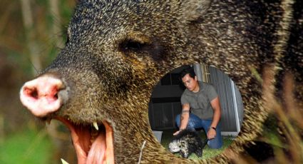 Biólogo clama por ayuda, luego de ser atacado por un jabalí | FOTO y VIDEO