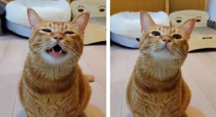 Gatito maúlla como si estuviera cantando y se vuelve viral | VIDEO