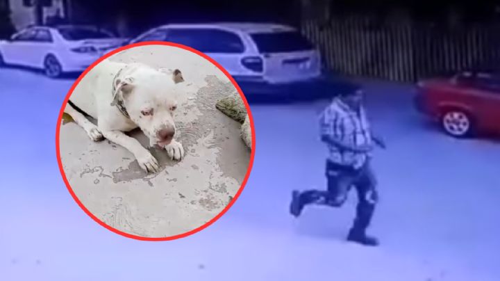 Mata a perrito con salchicha envenenada; presunto taxista es captado en cámaras