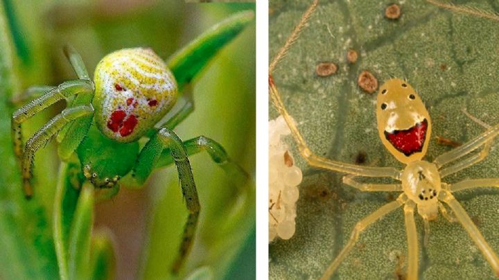Araña Payaso: un arácnido con poco humor, pero mucho veneno