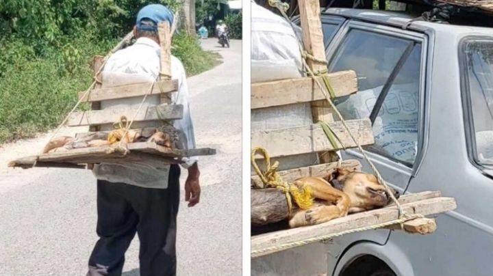 Abuelito demuestra su amor por su mascota luego de llevarla a esterilizar