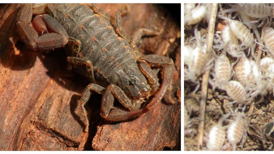 Los nidos de alacranes pueden estar bajo tierra o en grietas.