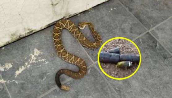 Señales para detectar que hay una víbora en casa o jardín