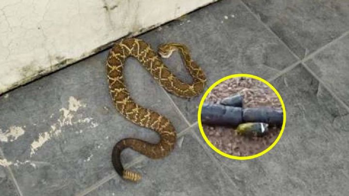 Señales para detectar que hay una víbora en casa o jardín