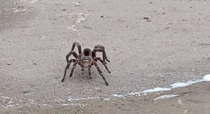 Aterradora tarántula es vista deambulando en calle del Centro de Nuevo Laredo | VIDEO