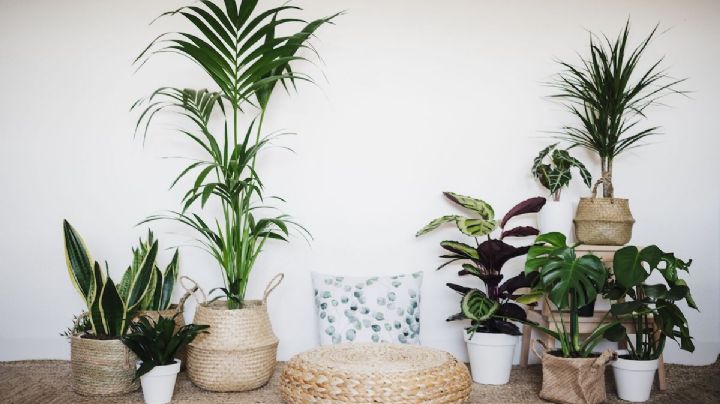 Estas son las plantas que necesitan poca agua y que son fácil de cuidar