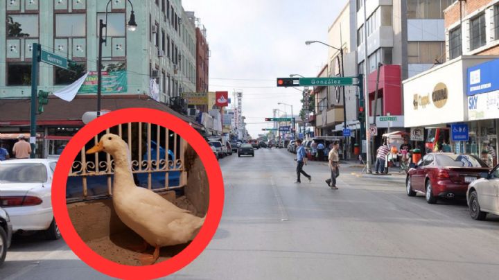 Joven de Nuevo Laredo pide ayuda para recuperar a su pato que fue robado