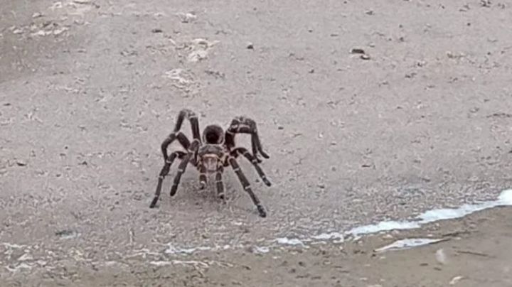 Aterradora tarántula es vista deambulando en calle del Centro de Nuevo Laredo | VIDEO