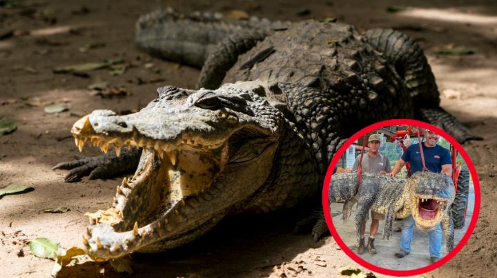Atrapan en Estados Unidos gigantesco caimán; pesa casi media tonelada