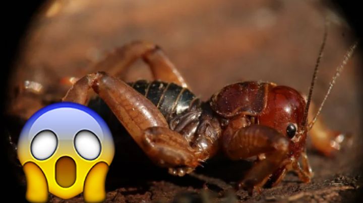 Mitos de encontrar en tu casa un ‘cara de niño’, el inocente grillo gigante