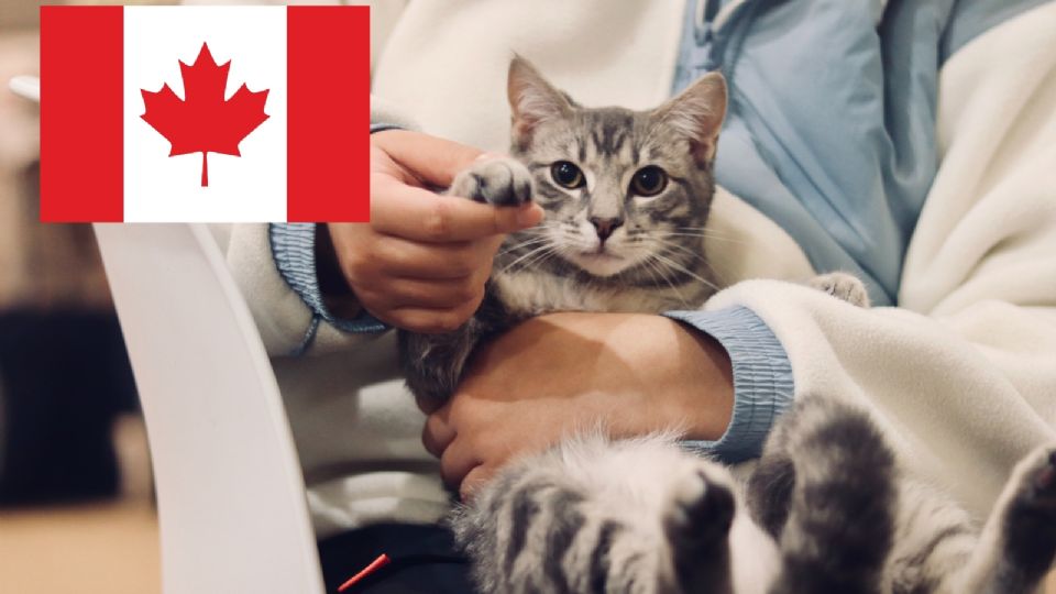 Así puedes trabajar en Canadá como veterinario