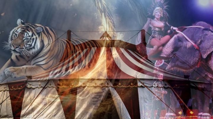 ¿Extrañas los circos con animales? Ya van ocho años de su prohibición en espectáculos